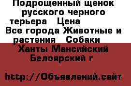 Подрощенный щенок русского черного терьера › Цена ­ 35 000 - Все города Животные и растения » Собаки   . Ханты-Мансийский,Белоярский г.